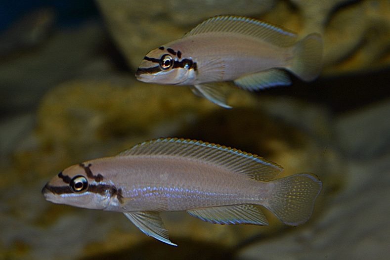 Chalinochromis brichardi